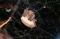 Cyrtophora_exanthematica_D4062_Z_88_Coochi island_Australie
